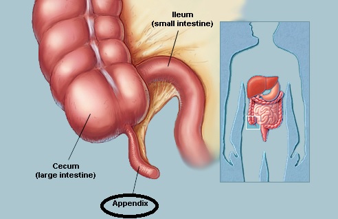 appendix