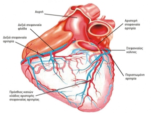 Εικόνα 1.  Στην εξωτερική επιφάνεια της καρδιάς, όπως την βλέπουμε από μπροστά, φαίνονται καθαρά οι στεφανιαίες αρτηρίες οι οποίες εκφύονται από την αορτή. Με κόκκινο χρώμα η δεξιά στεφανιαία αρτηρία αρχίζει από την αορτή και έρχεται προς τα δεξιά και στη συνέχεια πορεύεται προς τα πίσω όπου σκιαγραφείται με ασθενέστερο κόκκινο χρώμα. Η αριστερή στεφανιαία αρτηρία αρχίζει επίσης από την αορτή και μετά από μικρή διαδρομή, κατά την οποία το τμήμα της ονομάζεται στέλεχος, διχάζεται σε δύο κλάδους, το σπουδαίο πρόσθιο κατιόντα και την περισπωμένη αρτηρία.  